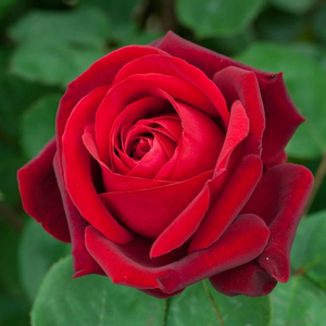Ruža puzavica - Ruža - Edith Piaf® Gpt - 
